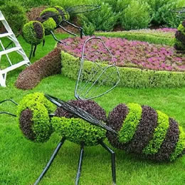 开封植物绿雕蚂蚁