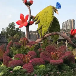 街头五色草造型